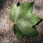 Acer pseudoplatanus Likasa