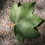 Acer pseudoplatanus Ліст