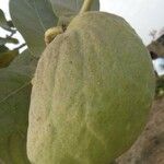 Calotropis procera फल