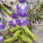 Pinguicula longifolia 花