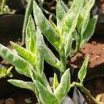 Euphorbia tithymaloides Leaf