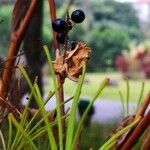 Iris domestica Fruit