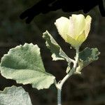 Malvella leprosa Flower