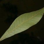 Ecclinusa ramiflora List