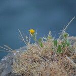 Grindelia integrifolia Habitus