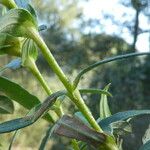 Cistus ladanifer Kora