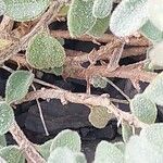 Antirrhinum molle Corteza
