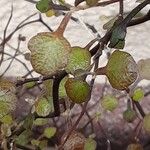 Corokia cotoneaster পাতা