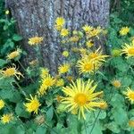 Doronicum austriacum Blomma