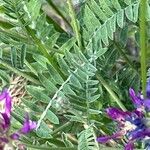 Astragalus onobrychis Deilen