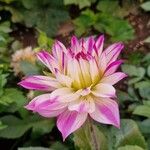 Dahlia pinnataFlower