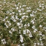 Drypis spinosa Fula