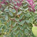 Aralia chinensis Leaf