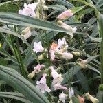 Penstemon canescens Flower