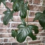 Philodendron panduriforme Hostoa