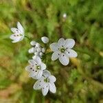 Allium massaessylum Fula