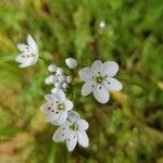 Allium massaessylum Blomma