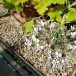 Pelargonium tomentosum Blüte