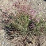 Limonium insigne Hábito