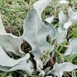 Verbascum niveum Leaf