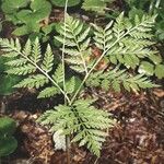 Botrychium virginianum 葉