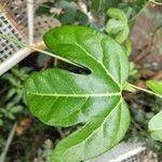 Aristolochia trilobataHostoa