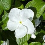 Catharanthus roseusЦветок