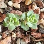 Crassula setulosa Leaf
