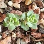 Crassula setulosa 葉