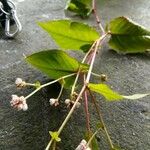Persicaria chinensis Kvet
