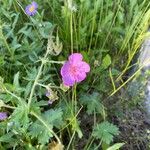 Geranium viscosissimum Flower