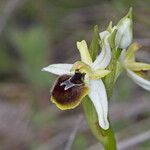 Ophrys arachnitiformis മറ്റ്