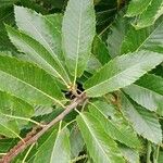 Castanea sativa Blatt