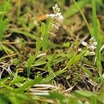 Polygala amarella Habitus