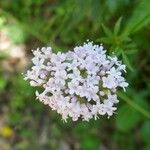 Valeriana officinalisFlor