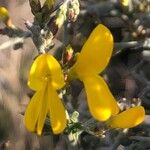 Genista scorpius Flower
