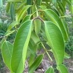 Garcinia cochinchinensis Leaf