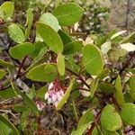 Arctostaphylos patula 葉