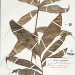 Bactris gastoniana Hoja