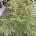 Cryptomeria japonica Feuille