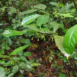 Dorstenia africana Blad