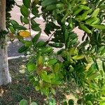 Pimenta racemosaLeht