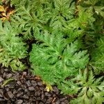 Geranium reuteri Hostoa