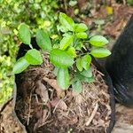 Citrus × aurantiifolia Folha