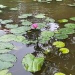 Nymphaea rubra ᱵᱟᱦᱟ