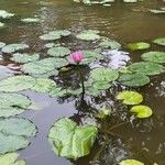 Nymphaea rubra Flower