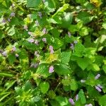 Lamium hybridumЦвят