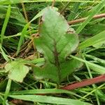 Oxygonum sinuatum Leaf