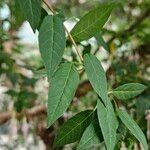 Fuchsia magellanica Blad