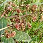 Rubus nigricans Frucht